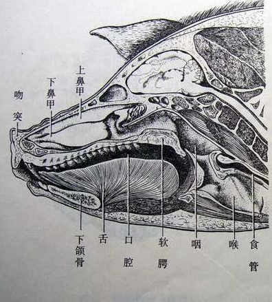 Pig-Head-Section