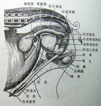 Pig-Shengzhi-Side