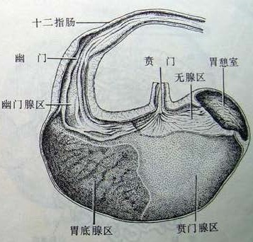 Pig-Stomach