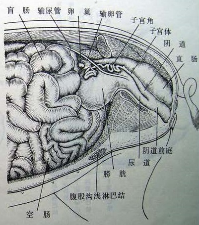 Sow_Shengzhi-Side