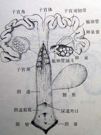 Sow_Shengzhi